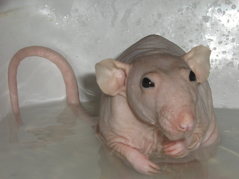 naked-mole-rat-bathing