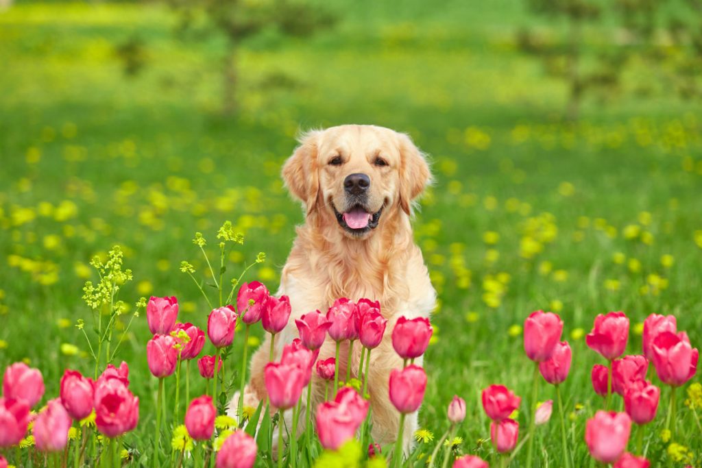 Dog with Tulips